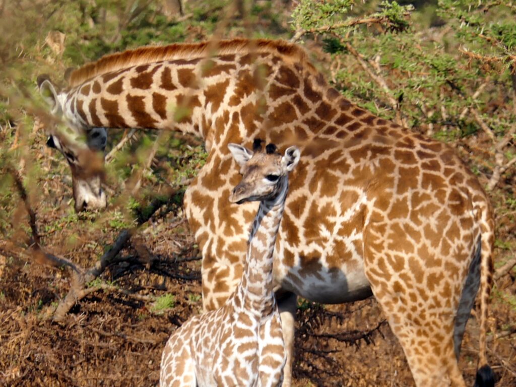 Sudafrica: Volontariato per la conservazione della fauna selvatica