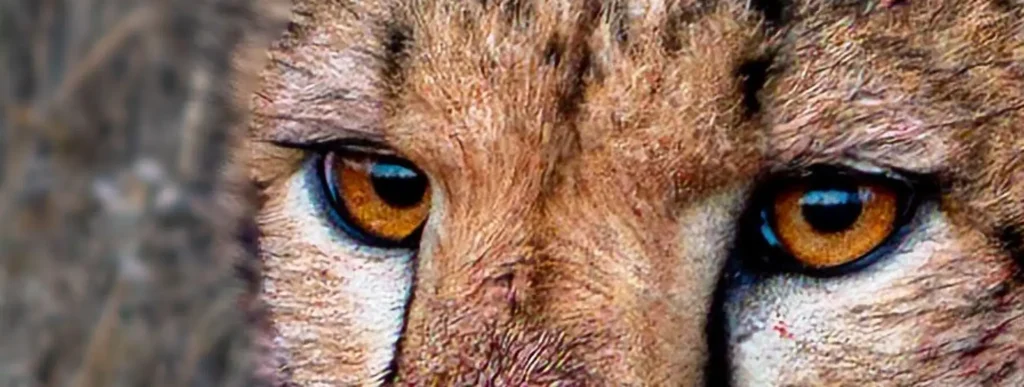 Sudafrica - Il racconto: Volontariato per la conservazione della fauna selvatica