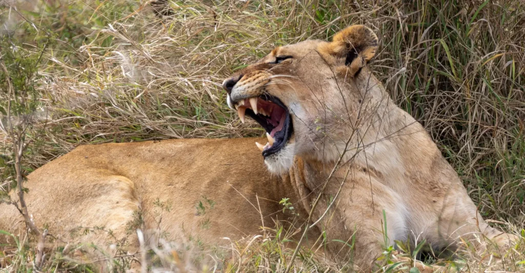 Sudafrica - Sguardi e curiosità dal bush - PARTE 2